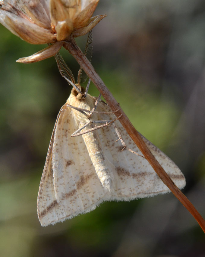 Eterocero da identificare - Aspitates (Aspitates) gilvaria